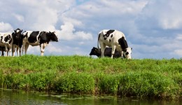 Opportunity for dairy farms to help reduce phosphorus loss